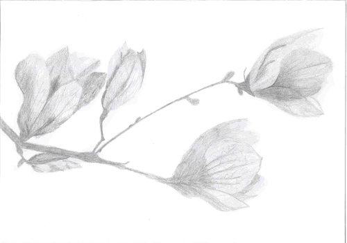 Magnolia