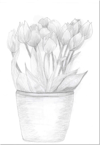 Tulipanki