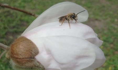 Magnolia