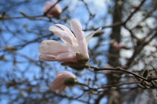 Magnoliowy kwiatek