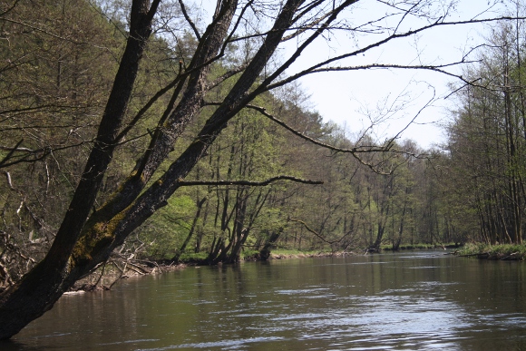 Bory Tucholskie - Brda