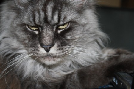 Maine Coon