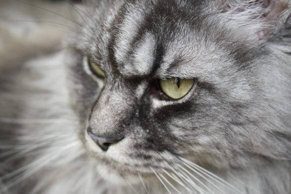 Maine Coon