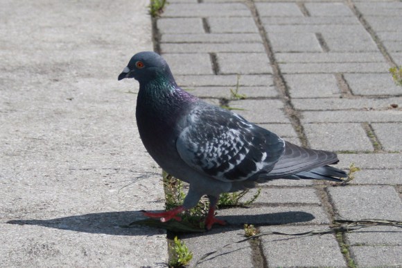 gołąb